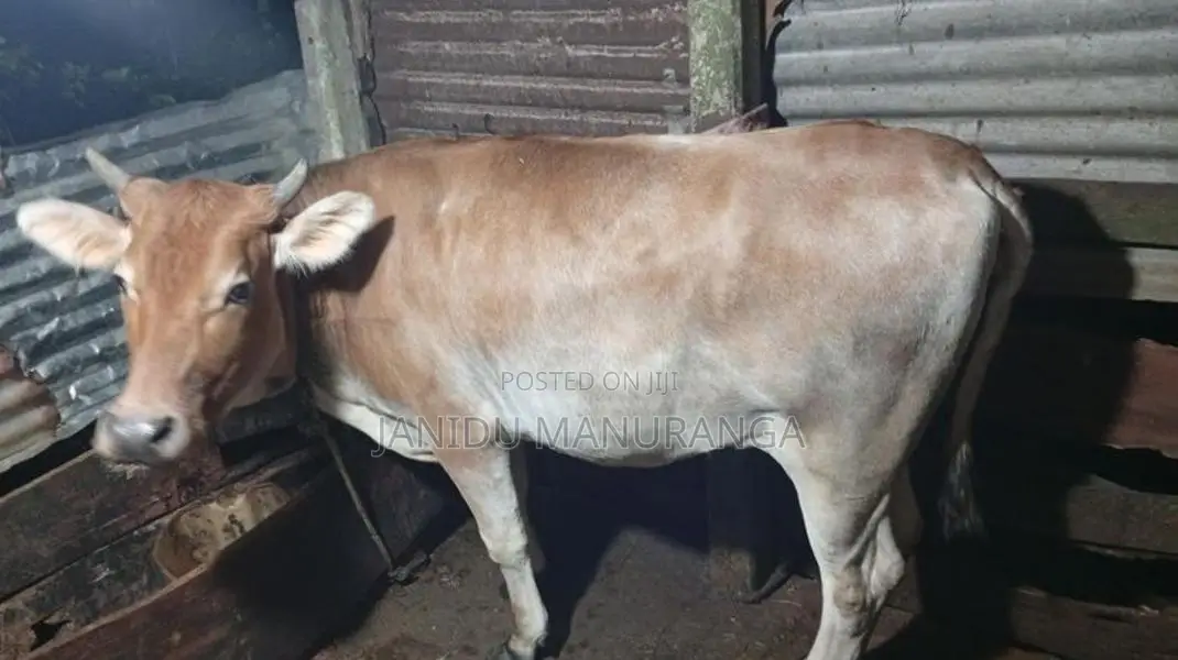 වැස්සි නෑම්බියෙක්