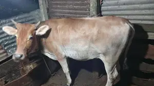 වැස්සි නෑම්බියෙක්