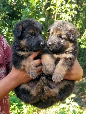 German Shepherd Long Coat