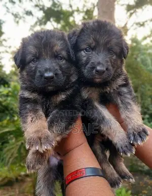 German Shepherd Long Coat