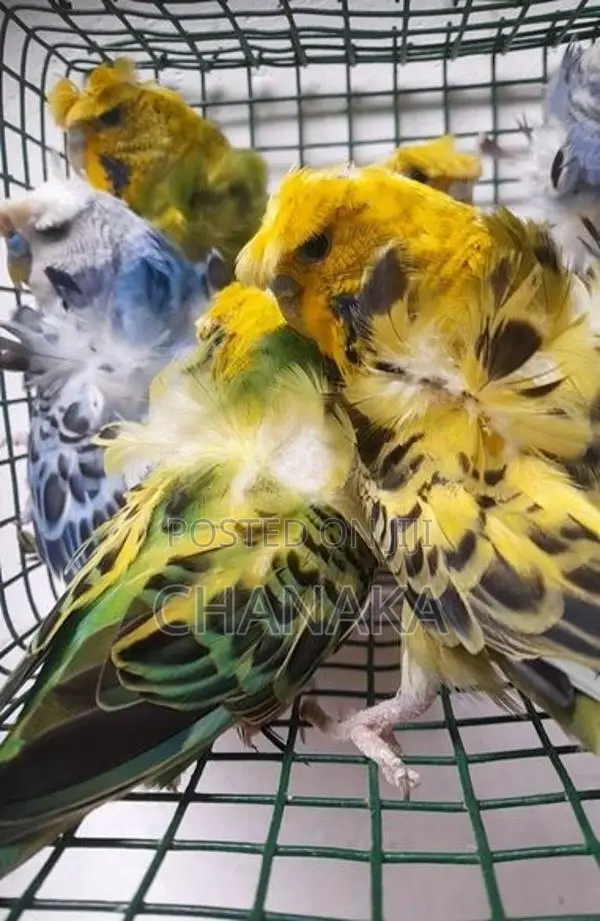 Helicopter Love Birds