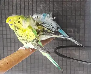 Helicopter Love Birds