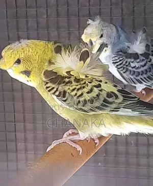 Helicopter Love Birds
