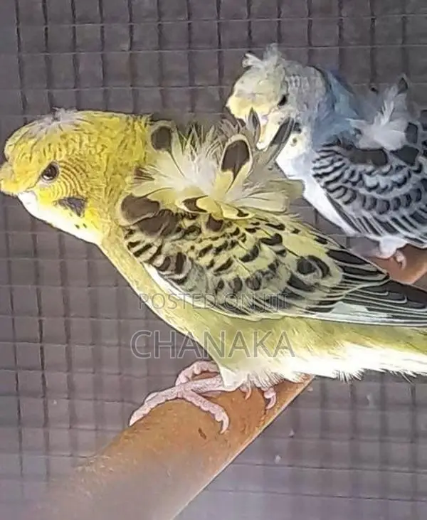 Helicopter Love Birds