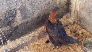 Farm Chick