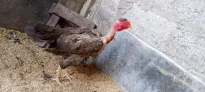 Farm Chick