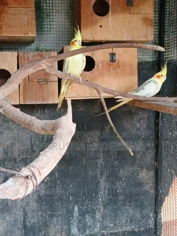 Lutino Bird