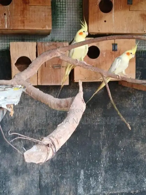 Lutino Bird