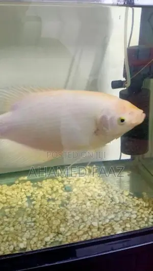 Giant Gourami