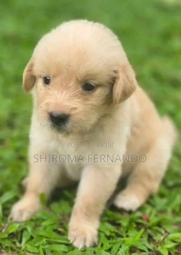 Quality Golden Retriever Puppies – Fully Vaccinated With Vet Checked