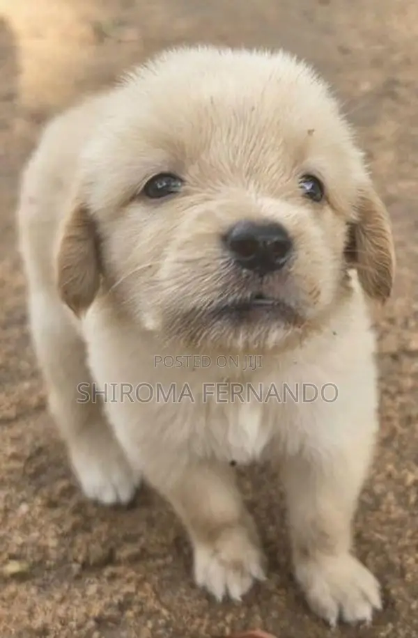 Quality Golden Retriever Puppies – Fully Vaccinated With Vet Checked