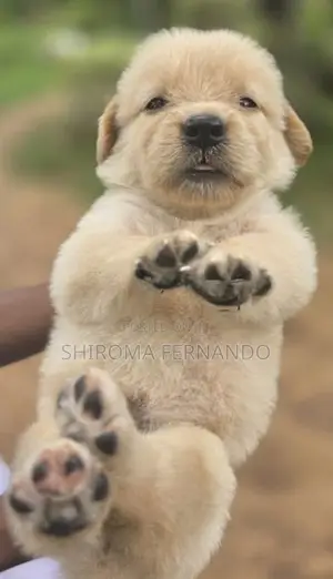 Quality Golden Retriever Puppies – Fully Vaccinated With Vet Checked
