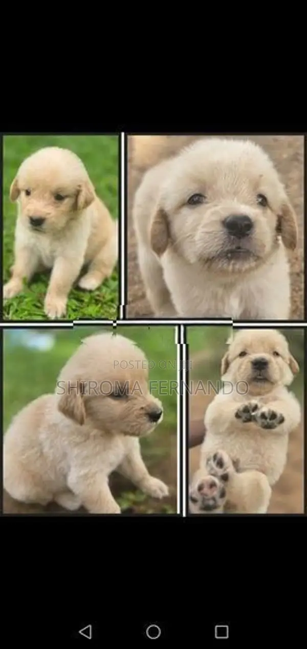 Quality Golden Retriever Puppies – Fully Vaccinated With Vet Checked