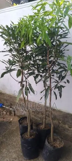 මී අඹ - පීදීමට ආසන්න බද්ද ලොකු ගස්