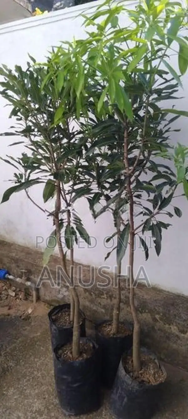 මී අඹ - පීදීමට ආසන්න බද්ද ලොකු ගස්