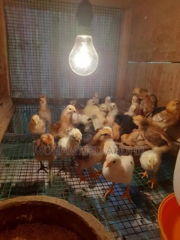 Nattu Koli (දේශීය කුකුළු පැටියා )