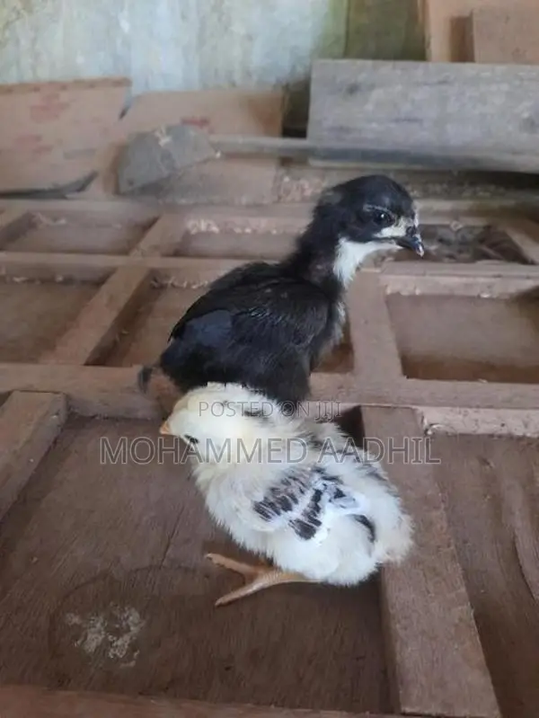 Nattu Koli (දේශීය කුකුළු පැටියා )