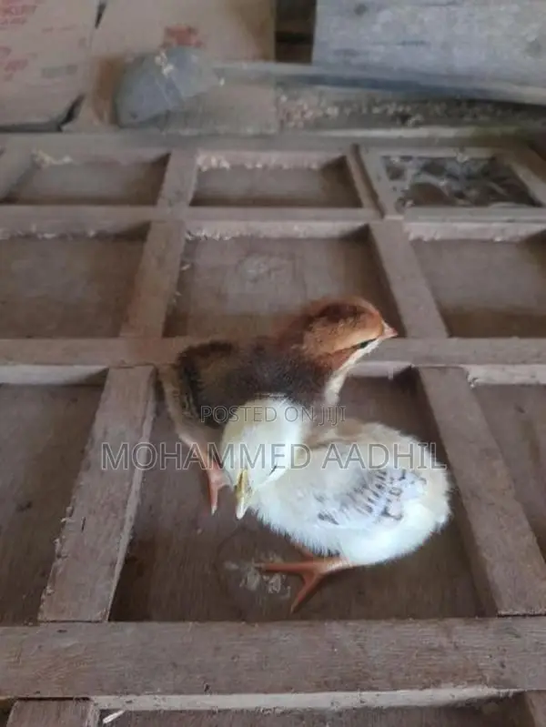 Nattu Koli (දේශීය කුකුළු පැටියා )