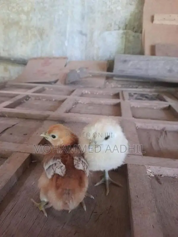 Nattu Koli (දේශීය කුකුළු පැටියා )