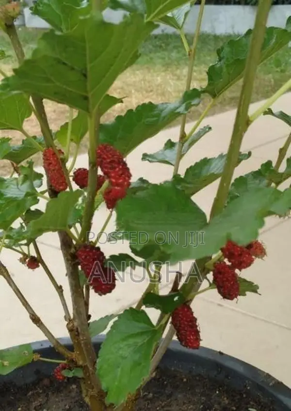 මල්බෙරි - ගෙඩි සහිත පීදුනු ගස්