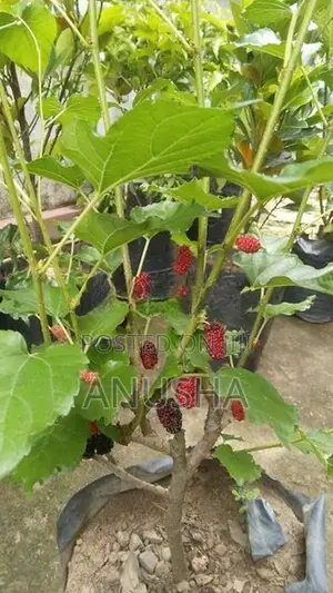 මල්බෙරි - ගෙඩි සහිත පීදුනු ගස්