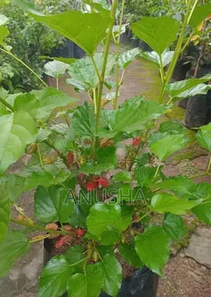 මල්බෙරි - ගෙඩි සහිත පීදුනු ගස්