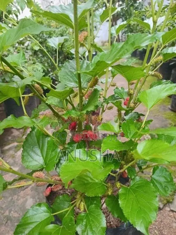 මල්බෙරි - ගෙඩි සහිත පීදුනු ගස්