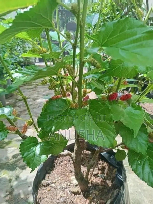 මල්බෙරි - ගෙඩි සහිත පීදුනු ගස්