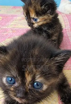 Persian Cat