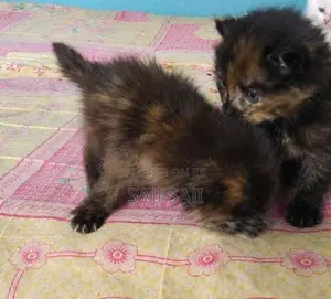Persian Cat