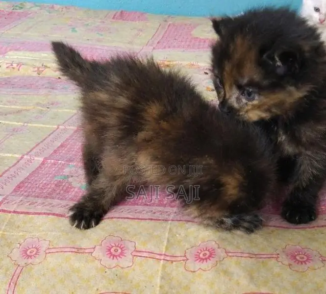 Persian Cat