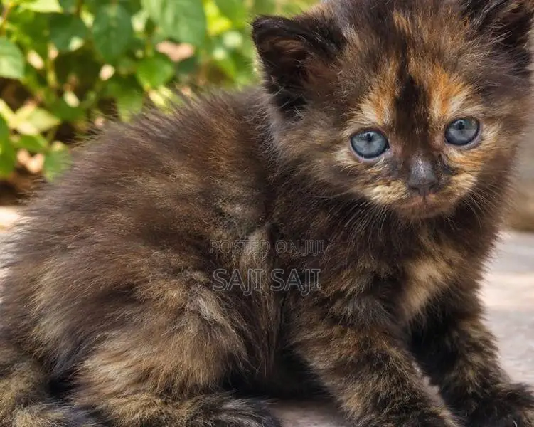 Persian Cat