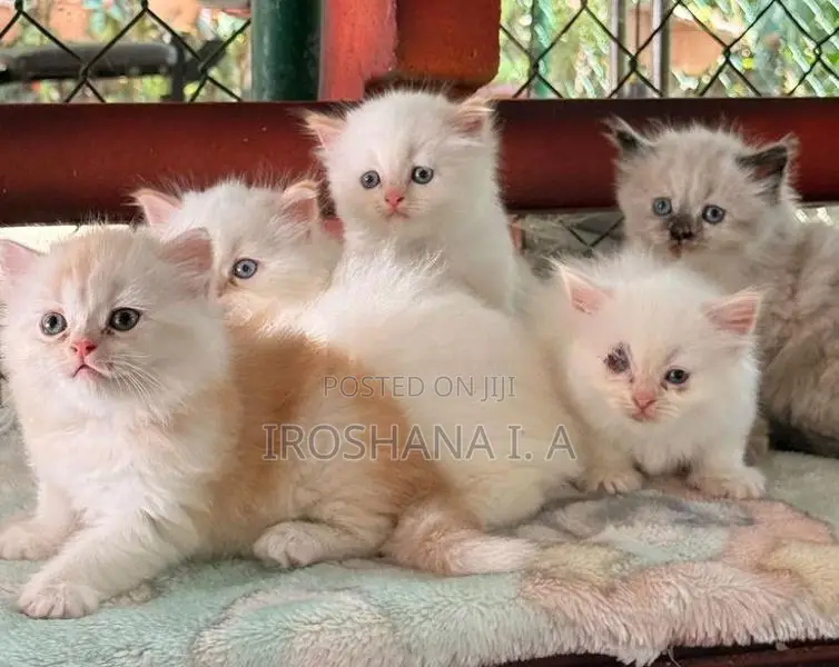 Persian Kittens