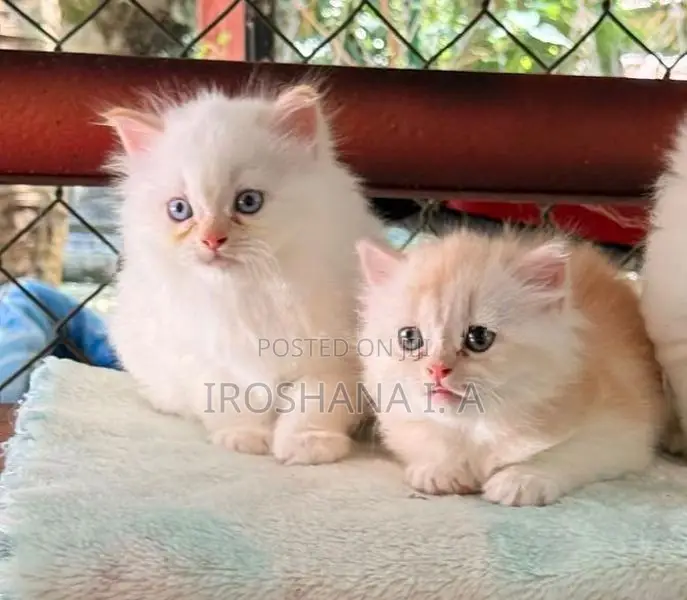 Persian Kittens