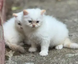 Persian Kittens
