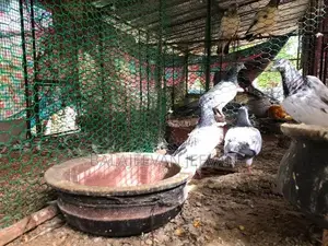 Pigeon