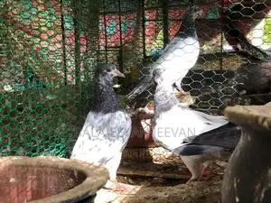 Pigeon