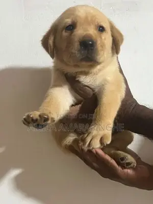 Labrador Puppies