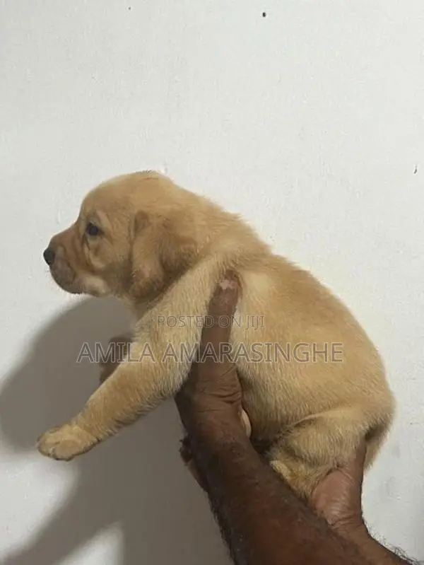 Labrador Puppies