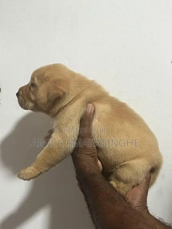 Labrador Puppies