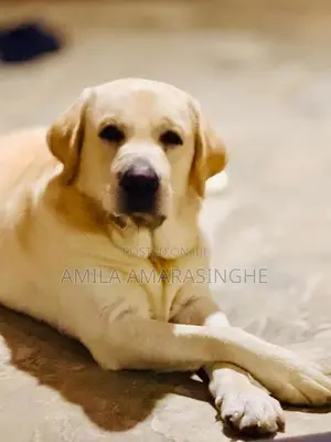Labrador Puppies