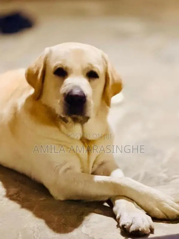 Labrador Puppies