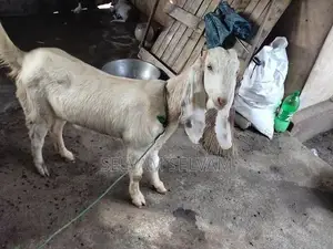 யமுனா பாரி மறி ஆடு - Livestock