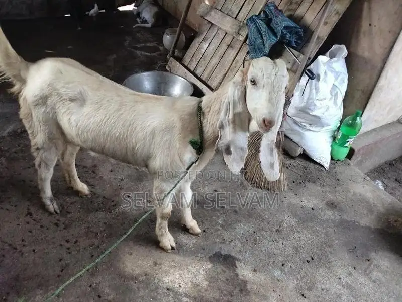 யமுனா பாரி மறி ஆடு - Livestock