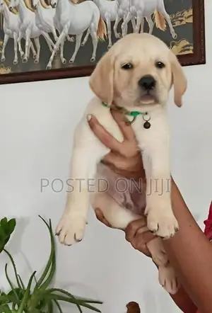 Pure Breed Labrador Puppies