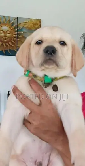 Pure Breed Labrador Puppies