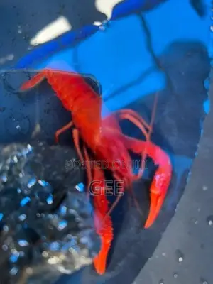 පාට පොකිරිස්සන්