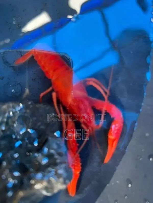 පාට පොකිරිස්සන්