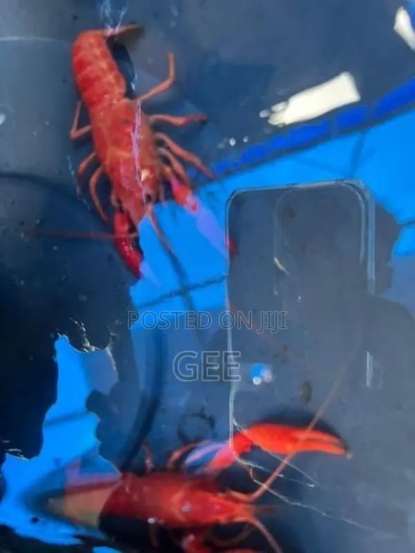 පාට පොකිරිස්සන්