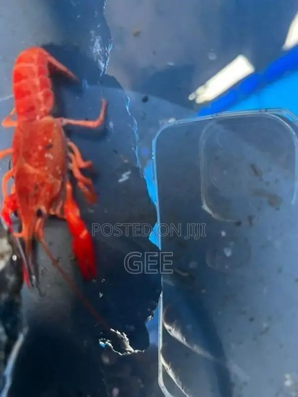 පාට පොකිරිස්සන්